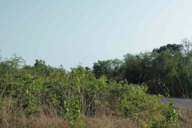 5892M An Exclusive Settlement Land For Sale in CALANGUTE!