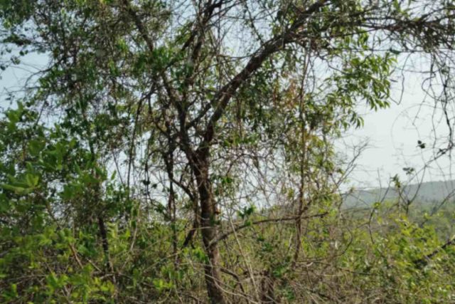35900M Old Settlement Land For Sale in Corgao